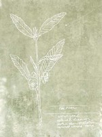Essential Botanicals IV Framed Print