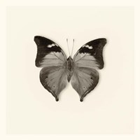 Butterfly VII Framed Print