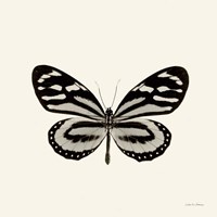 Butterfly VIII Framed Print