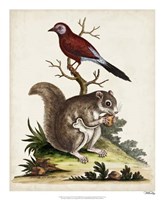 Edwards Squirrel Framed Print
