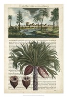 Journal of the Tropics IV Framed Print