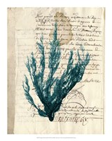 Vintage Teal Seaweed II Fine Art Print