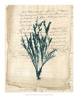 Vintage Teal Seaweed VIII Fine Art Print