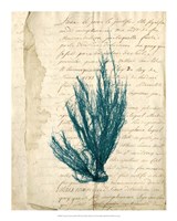 Vintage Teal Seaweed IX Fine Art Print