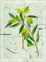 Olives on Textured Paper I Framed Print