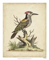 Edwards Woodpecker Fine Art Print