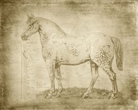 Horse Anatomy 101 Framed Print