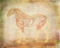 Horse Anatomy 201 Framed Print