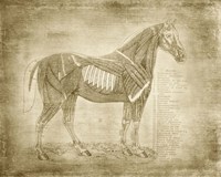 Horse Anatomy 401 Framed Print