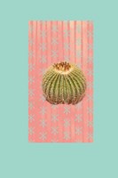 Barrel Cactus Framed Print