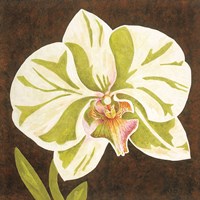 Surabaya Orchid Petites A Framed Print