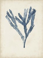 Seaweed Specimens I Framed Print