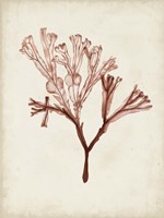 Seaweed Specimens V Framed Print