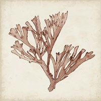 Seaweed Specimens XIII Framed Print