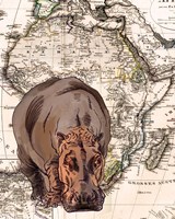 African Hippo Framed Print