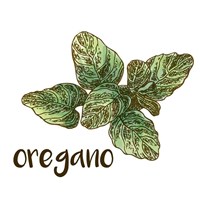Oregano Framed Print