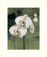 Orchid with Palm II Fine Art Print