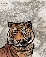 Asian Tiger Framed Print