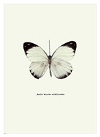 White Butterfly Fine Art Print