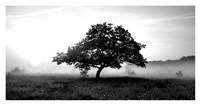 Solemn Tree Fine Art Print