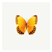 Yellow Butterfly Fine Art Print