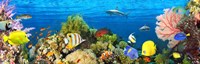 Life in the Coral Reef, Maldives Fine Art Print