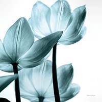 Translucent Tulips III Sq Aqua Framed Print