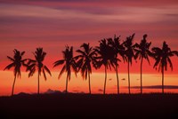 Palm Trees and Sunset, Queens Road, Fiji Framed Print