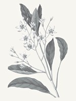 Neutral Botanical V Framed Print
