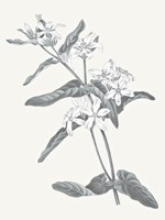 Neutral Botanical IV Framed Print