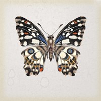 Butterfly Study II Framed Print