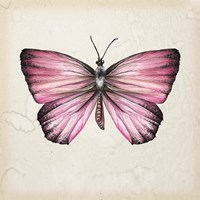 Butterfly Study IV Framed Print