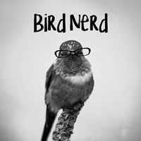 Bird Nerd - Hummingbird Framed Print