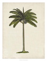 British Palms IV Framed Print