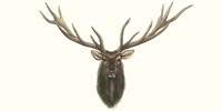 Elk Bust Fine Art Print
