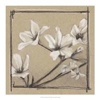 White Floral Study I Framed Print