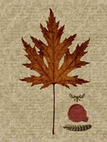 Autumn Leaf I Framed Print