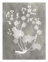 Herbarium Study I Framed Print