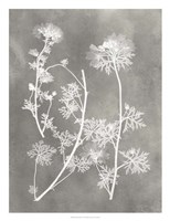 Herbarium Study IV Framed Print