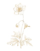 Gilded Botanical II Framed Print