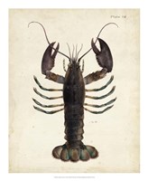 Vintage Lobster Fine Art Print