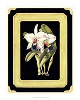 Orchids on Black I Fine Art Print