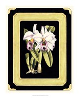 Orchids on Black II Fine Art Print