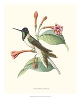 Hummingbird & Bloom IV Fine Art Print
