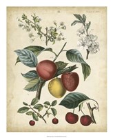 Calwer Cherry Fine Art Print
