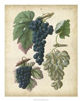 Calwer Grapes I Fine Art Print