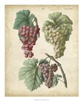 Calwer Grapes II Fine Art Print