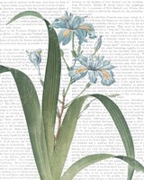 Summer Botanicals III Framed Print