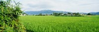 Rice Field at Sunrise, Kyushu, Japan Fine Art Print