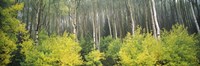Aspen Trees in a Forest, Utah Fine Art Print